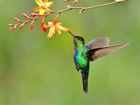  The Flight of Hummingbirds - An Ode to Nature and Kinetic Energy Through Vibrant Featherwork